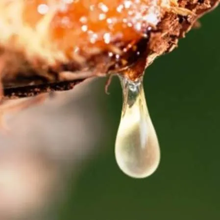 Peru Balsam Oil 2